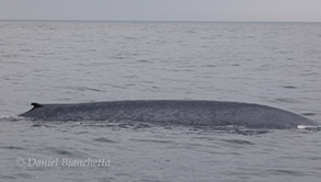 Blue Whale, photo by Daniel Bianchetta