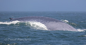 Blue Whale, photo by Daniel Bianchetta