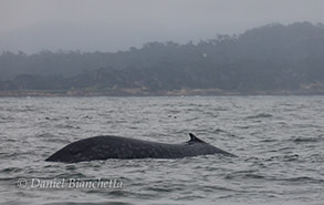 Blue Whale, photo by Daniel Bianchetta