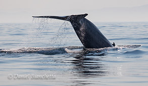 Blue Whale, photo by Daniel Bianchetta