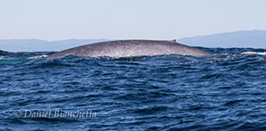 Blue Whale, photo by Daniel Bianchetta