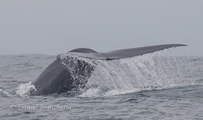 Blue Whale tail, photo by Daniel Bianchetta