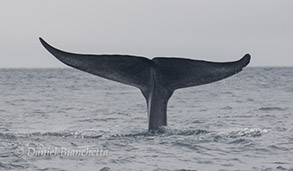 Blue Whale tail, photo by Daniel Bianchetta