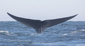 Blue Whale tail, photo by Daniel Bianchetta