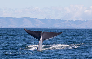 Blue Whale tail, photo by Daniel Bianchetta