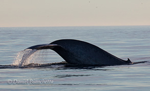 Blue Whale Tail, photo by Daniel Bianchetta