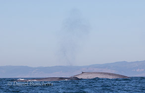 Blue Whales, photo by Daniel Bianchetta