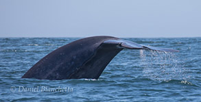 Blue Whale tail, photo by Daniel Bianchetta