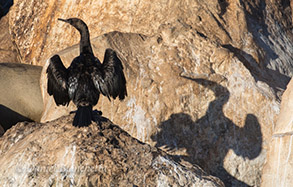 Brandt's Cormorant, photo by Daniel Bianchetta