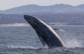 Breaching Gray Whale, photo by Daniel Bianchetta