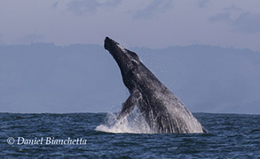 Breaching Humpback Whale, photo by Daniel Bianchetta