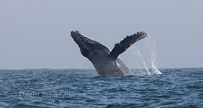 Breaching Humpback Whale, photo by Daniel Bianchetta