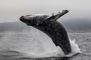 Breaching Humpback Whale, photo by Daniel Bianchetta