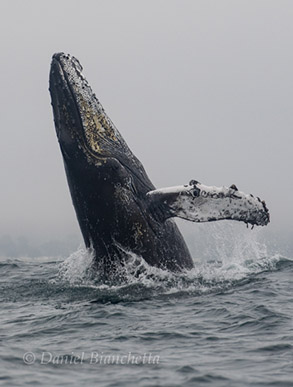 Breaching Humpback Whale, photo by Daniel Bianchetta