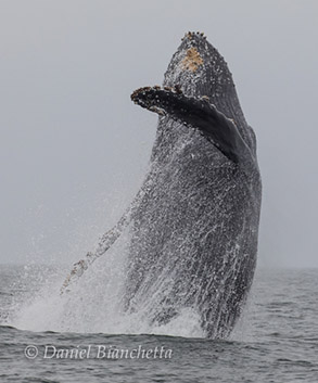 Breaching Humpback Whale, photo by Daniel Bianchetta