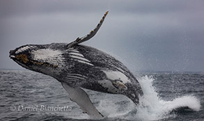 Breaching Humpback Whale, photo by Daniel Bianchetta