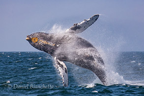 Breaching Humpback Whale, photo by Daniel Bianchetta