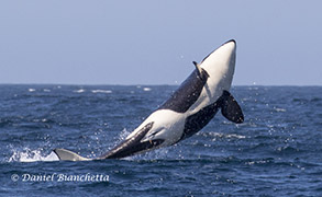 Breaching Killer Whale, photo by Daniel Bianchetta