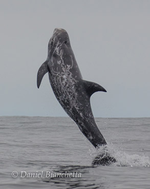 Breaching Risso's Dolphin, photo by Daniel Bianchetta