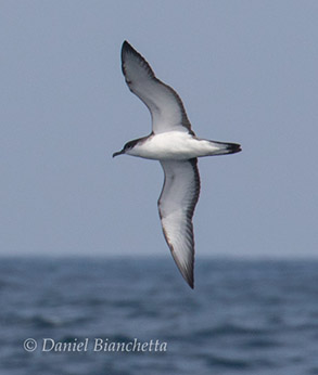 Buller's Shearwater, photo by Daniel Bianchetta