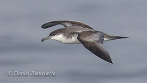 Buller's Shearwater, photo by Daniel Bianchetta