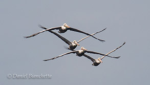 California Brown Pelicans, photo by Daniel Bianchetta