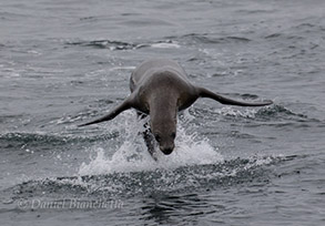 California Sea Lion, photo by Daniel Bianchetta