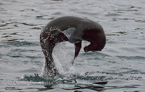 California Sea Lion, photo by Daniel Bianchetta