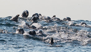 California Sea Lions, photo by Daniel Bianchetta