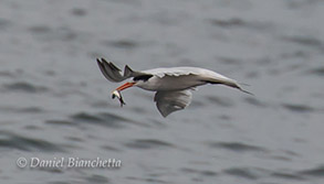 Caspian Tern with an Anchovy, photo by Daniel Bianchetta