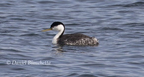 Clark's Grebe, photo by Daniel Bianchetta