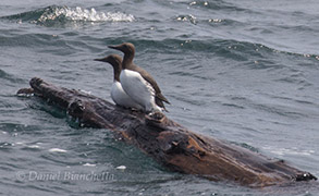 Common Murres, photo by Daniel Bianchetta