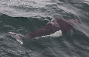 Dall's Porpoise, photo by Daniel Bianchetta