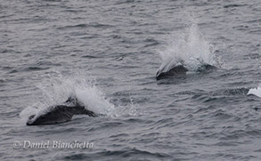 Dall's Porpoise, photo by Daniel Bianchetta