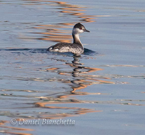 Eared Grebe, photo by Daniel Bianchetta