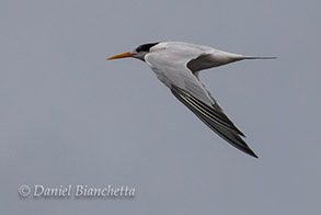 Elegant Tern, photo by Daniel Bianchetta