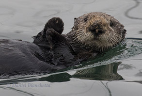 Female Southern Sea Otter, photo by Daniel Bianchetta