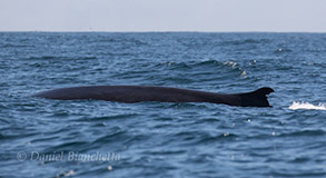 Fin Whale, photo by Daniel Bianchetta