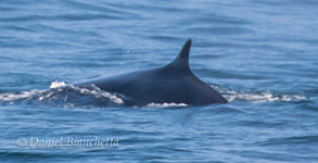 Fin Whale, photo by Daniel Bianchetta