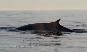 Fin Whale, photo by Daniel Bianchetta