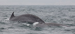 Fin Whale with tail visible, photo by Daniel Bianchetta