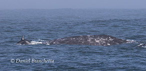 Gray Whale and Pacific White-sided Dolphin, photo by Daniel Bianchetta