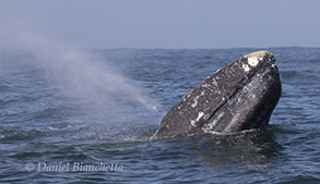 Gray Whale, photo by Daniel Bianchetta