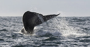 Gray Whale tail, photo by Daniel Bianchetta