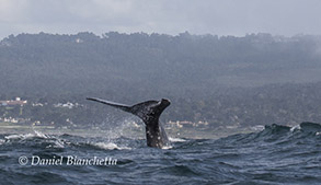 Gray Whale tail, photo by Daniel Bianchetta