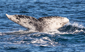 Gray Whale tail, photo by Daniel Bianchetta