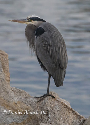 Great Blue Heron, photo by Daniel Bianchetta