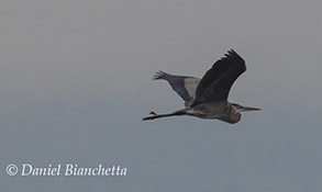 Great Blue Heron, photo by Daniel Bianchetta