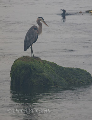 Great Blue Heron, photo by Daniel Bianchetta