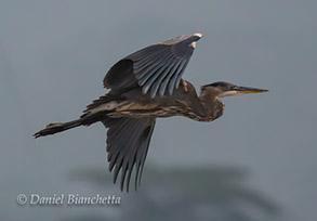 Great Blue Heron, photo by Daniel Bianchetta